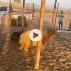 جذعان وجذعات