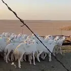 حريات