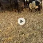 للبيع معزاء