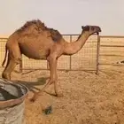 للبيع حاشي قصب مفرود طيب بالحيل