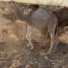 قعود وبكره طيبه بل حيل عمرها 6 شهور بريه