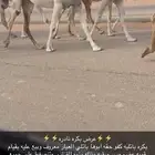 بكره باتليه وضحى كفو