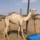 للبيع بكره جهل ماتربت