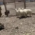 ثلاث رخال وطلي نضيفه ومقفله شحم عمارها 8 شهور