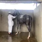 فرس شعبيه شيخه .