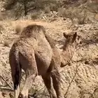 قعود فل شحم على البرسيم و الحليب