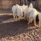 الصناعة