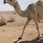 ناقه القحه بكره