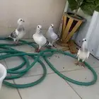 جوز حمام شامي