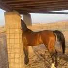 حصان واهو بطلل