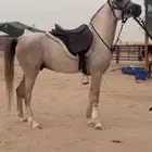 حصان شعبي فااخر