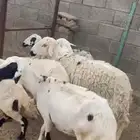 تم البيع