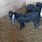 تيس بري