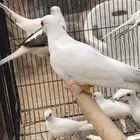 يمام ابرق