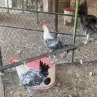 18 ديك فيومي للبيع