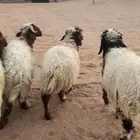 بهم نعيم خرفان كله