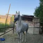 حصان شيخ