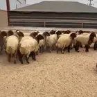 جذعات نعيم فاخره ( تم البيع )