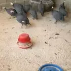 بط بلدي ورقاد ومعه دجاج فرعوني وكله رقاد ومعه فروخ وله مقطع