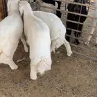 ذبايح بريه