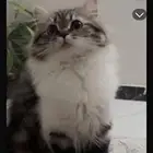 قطط للتبني