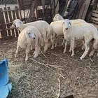 طليان ورخال فل فل شحم وطرف وشعره