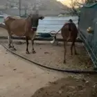 ثلوث المنظر