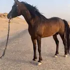 حصان واهو مستورد