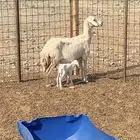 نعجه والد معه طلي