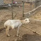 نعجه