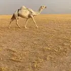 ضروبه