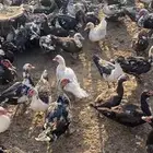 بط بح بياض الموقع بريدة العدد ممكن 500 جوز