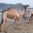 بكار كفو شماليات