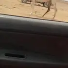 للبيع ناقه شاق