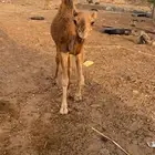 قعود للبيع