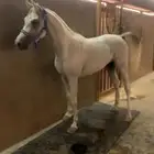 حصان واهو شيخ