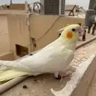 مكافأة الفين ريال