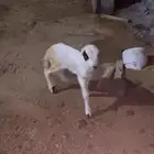 طلي دغور ع شرط