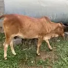 خبشه للبيع