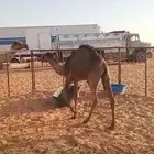 حشو بريه شحم وجروم وعلي حليب