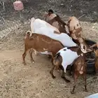 معيز بني معن لا يتواصل الا الصامل