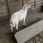 خروف فحل شرط طرف وشعره قصيره شرح ممتاز