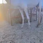 قليصه