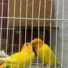 مطلوب ذكر روز اي لون