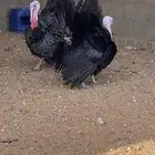 ديوك رومي حي ومذبوح