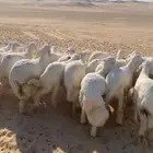 جذعان حريه فل الفل  بريه مراح واحد