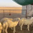 للبيع خرفان حريات