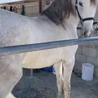 حصان شعبي فاخر