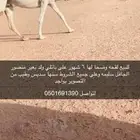لقحه وضحا طيبه