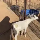 تيس جبلي